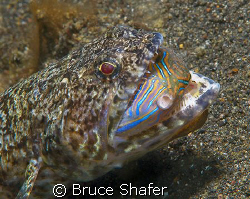 Believe it or not, this puffer actually got away!
Taken ... by Bruce Shafer 